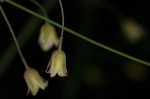 Garden asparagus